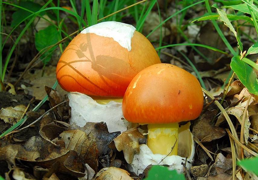 Amanita_caesarea013.jpg