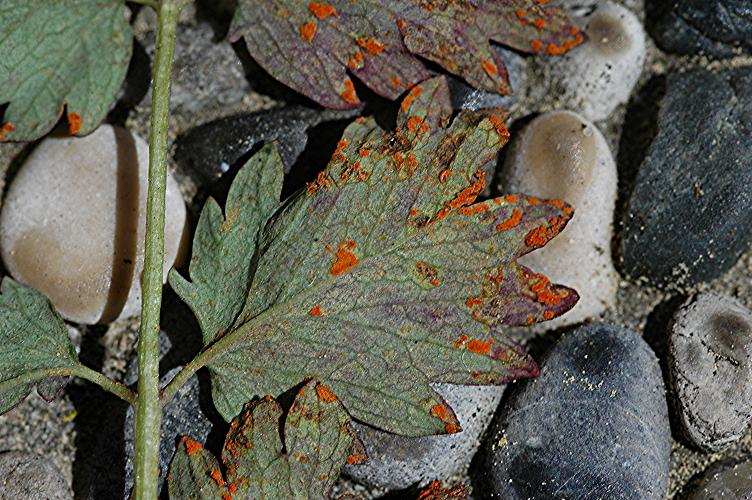 DSC_5482 Schärfe 25 %.JPG