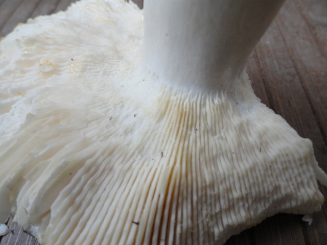 DSC01598 (640x480).jpg