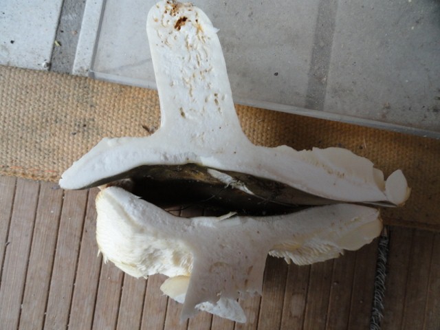 DSC01594 (640x480).jpg