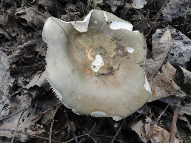 DSC01592 (640x480).jpg