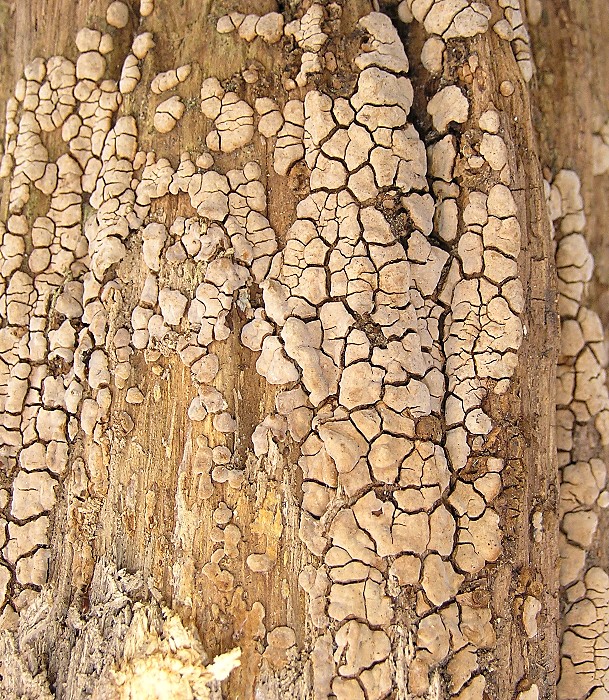 Kopie von P1010390.JPG