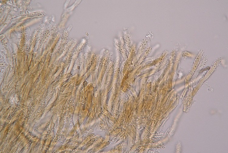 Kopie von P1010471.JPG