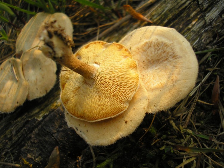 Winterporling (1).JPG