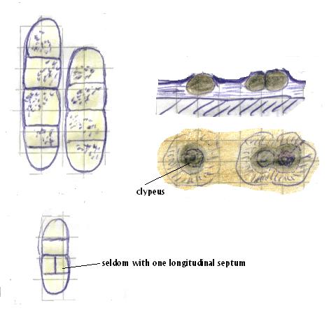 Discostroma on Rhus, Makro-Mikro-Z.jpg
