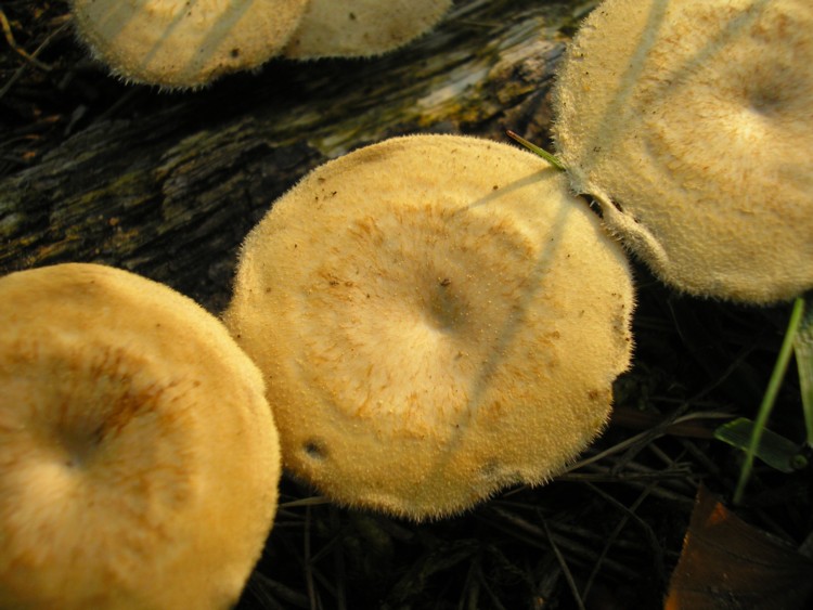 Winterporling (2).JPG