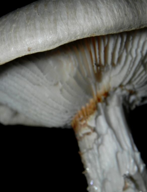 Ein leider sehr unscharfes Bild, das die Lamellen und den Stiel zeigen soll.