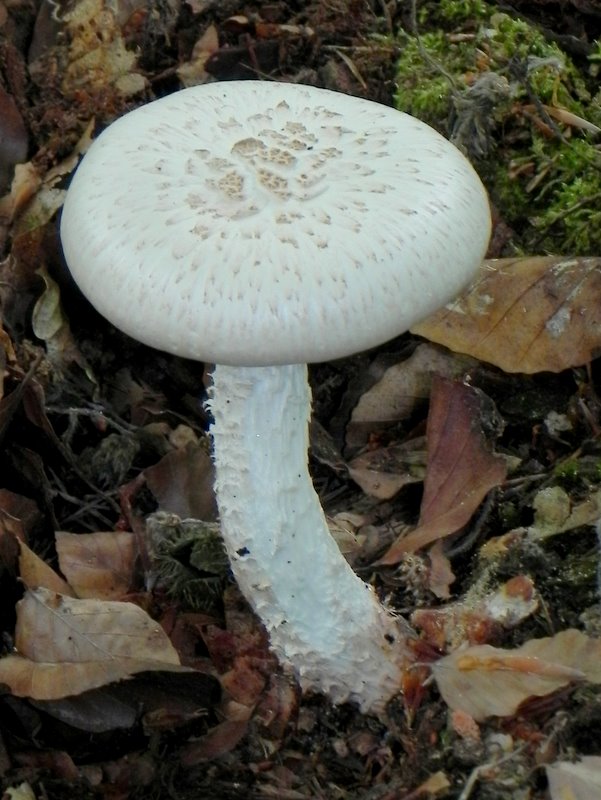 Habitusaufnahme, der Pilz wächst auf morschem Holz, das unmittelbar unter der Laubschicht liegt.