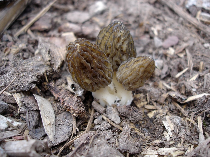 Morchella conica2.jpg