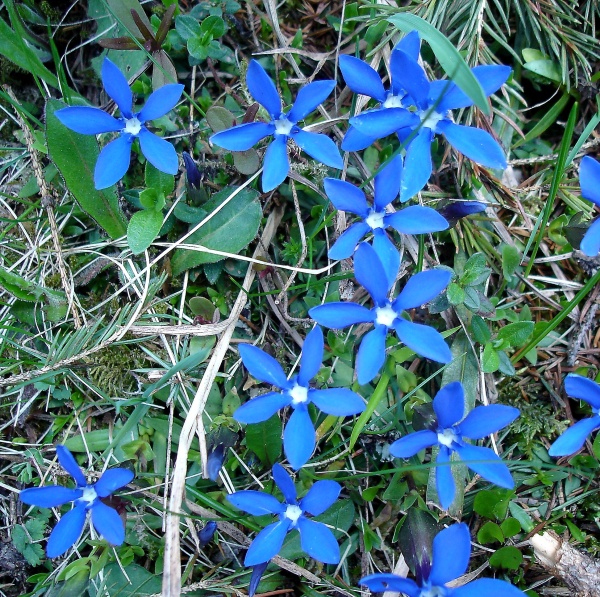 blume.jpg