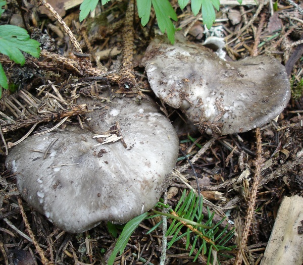 Hygrophorus marzuolus1.jpg