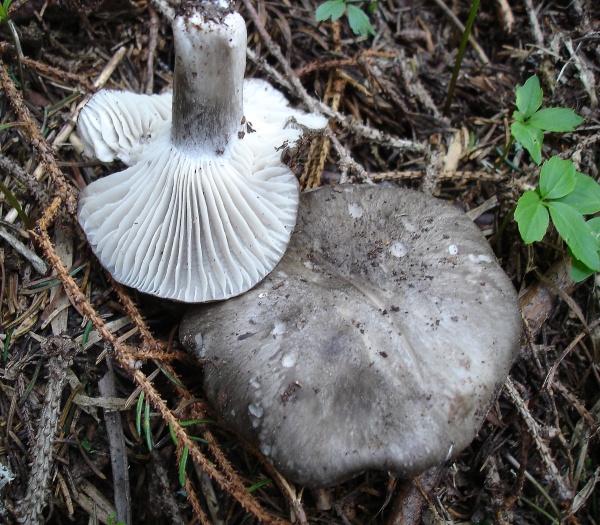 Hygrophorus marzuolus2.jpg