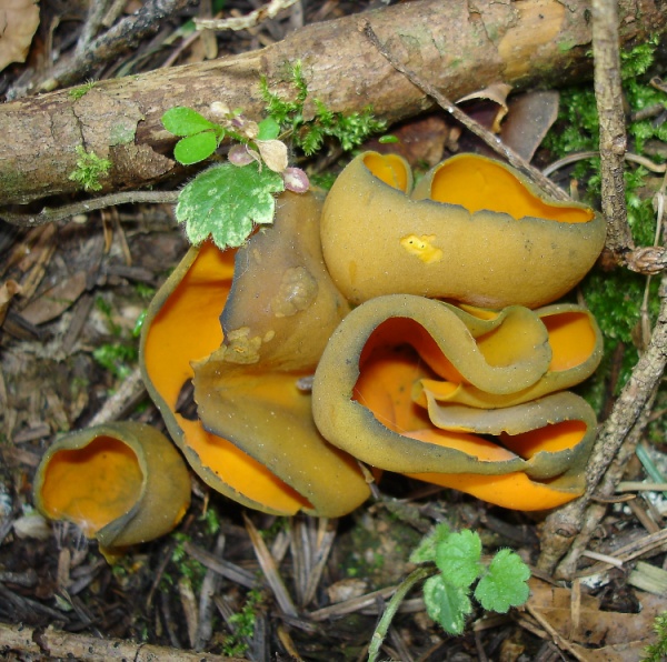Caloscypha fulgens.jpg
