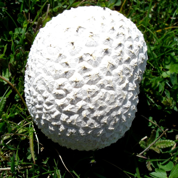 Calvatia utriformis.jpg