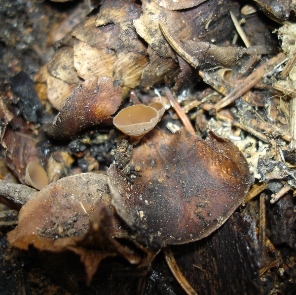 Ciboria rufofusca.jpg