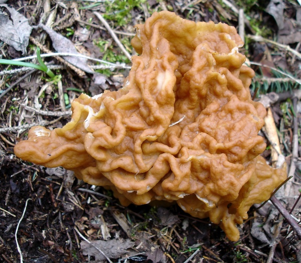 gyromitra gigas.jpg