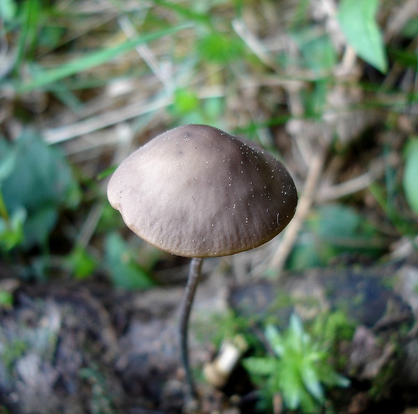 Marasmius alliaceus.jpg