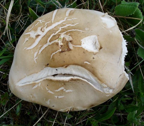 Melanoleuca subalpina.jpg