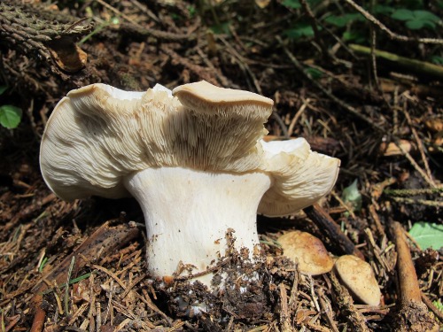 Calocybe gambosa