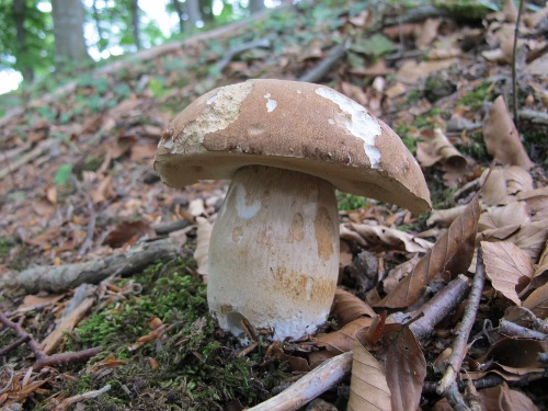 Boletus reticulatus