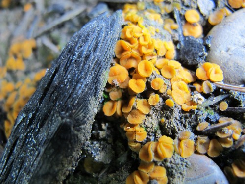 Anthracobia melaloma