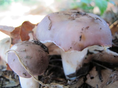 Russula cyanoxantha