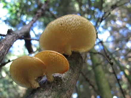 Polyporus mori