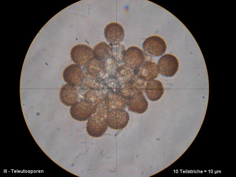 3-Tranzschelia pruni-spinosae-III-M5-Prunus domestica ssp.JPG