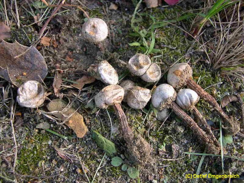 Tulostoma fimbriatum-a.jpg