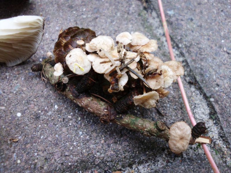 auf Kiefernzapfen.jpg