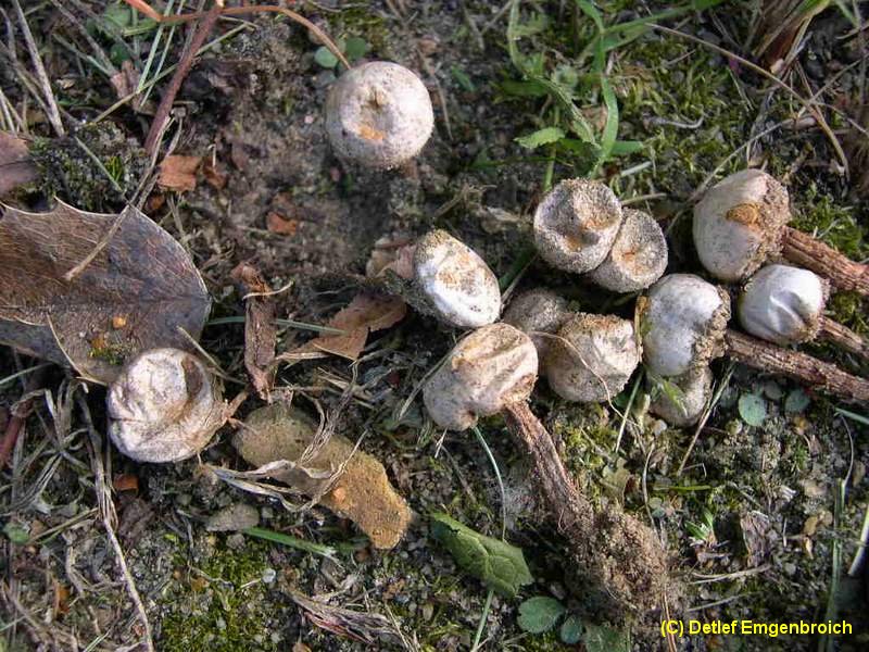 Tulostoma fimbriatum-b.jpg