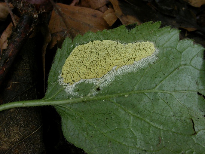 Phytoparasit '11 Leutstetten westl. Sonnenberg01b.jpg