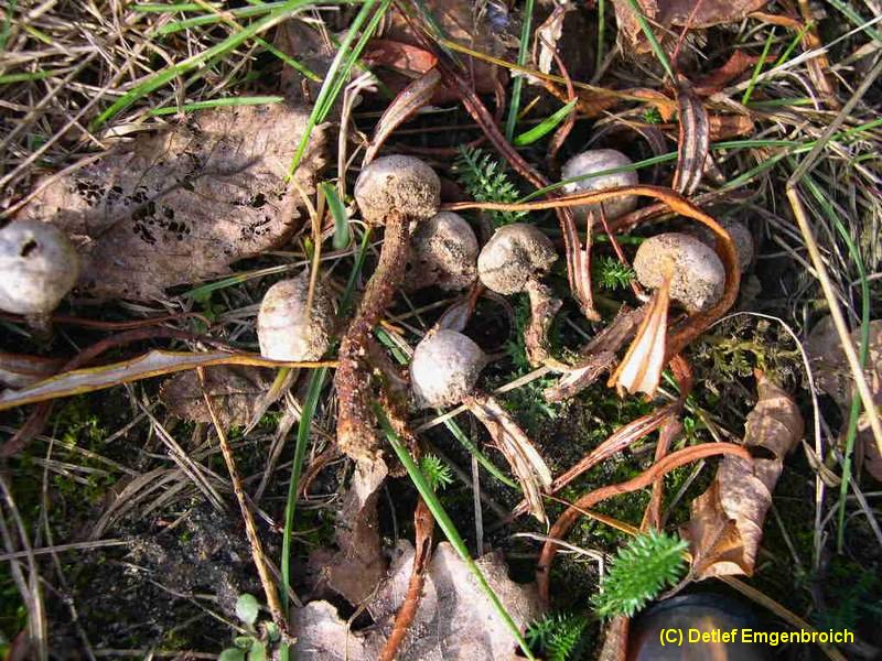 Tulostoma fimbriatum-c.jpg