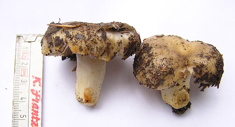 Kopie von P1010525.JPG