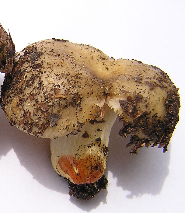 Kopie von P1010529.JPG