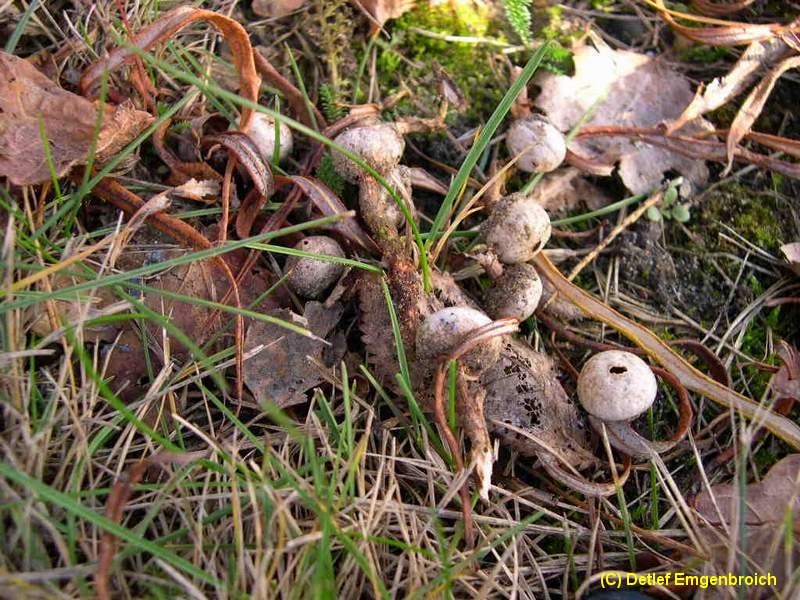 Tulostoma fimbriatum-d.jpg