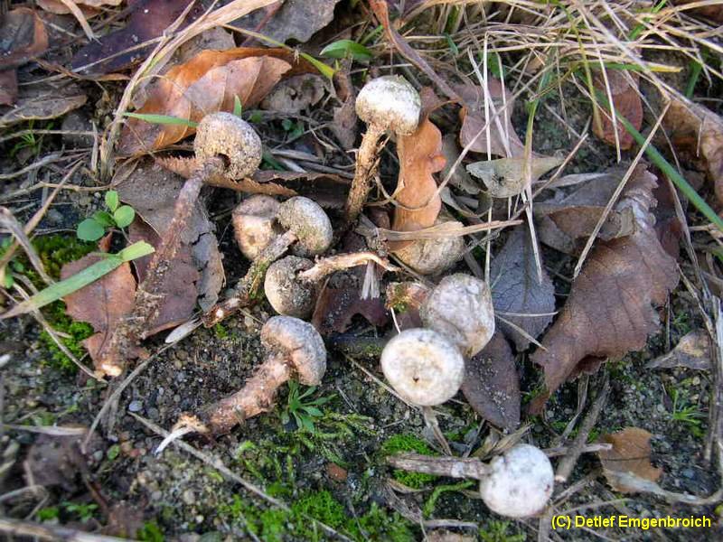 Tulostoma fimbriatum-e.jpg