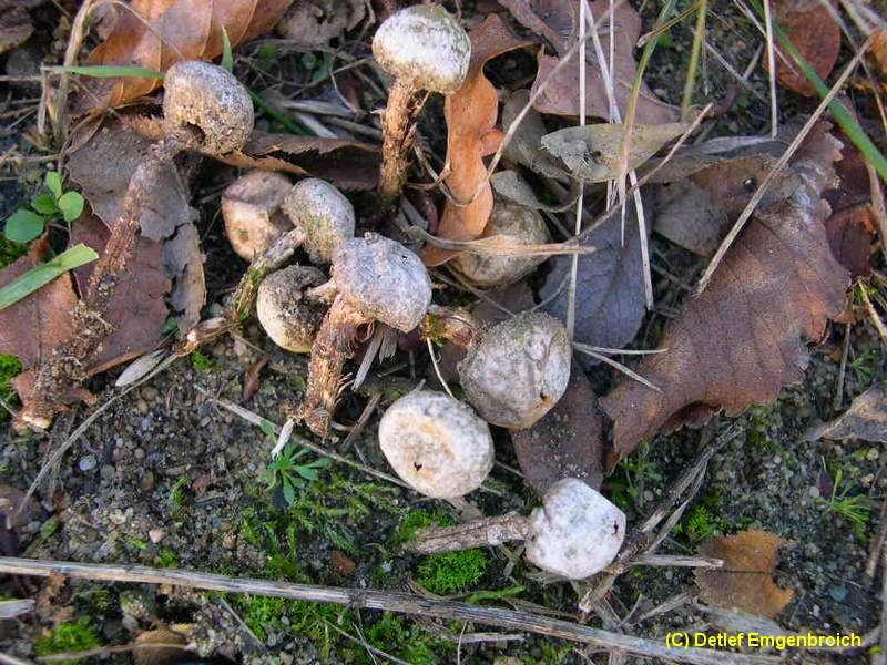 Tulostoma fimbriatum-f.jpg