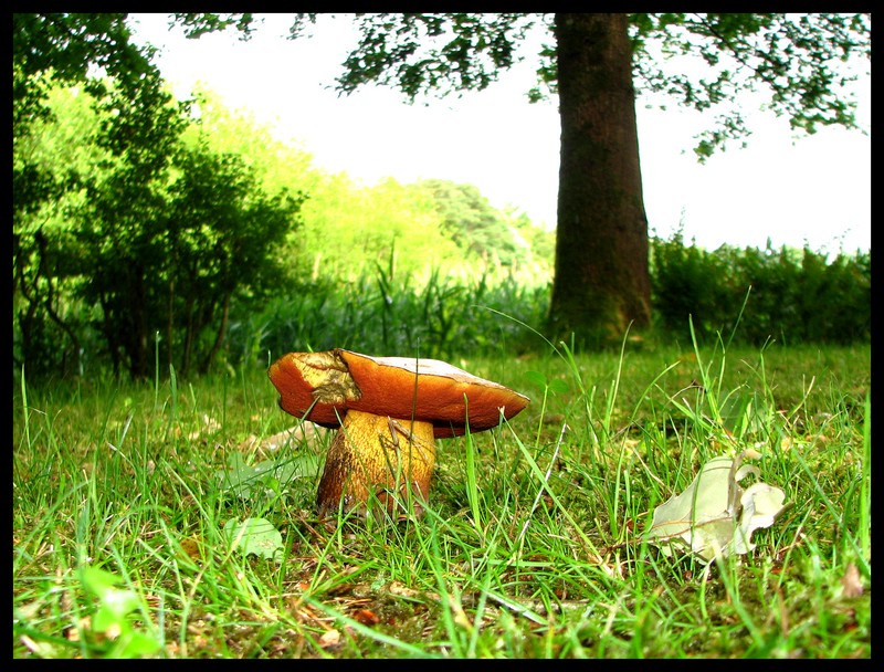 Netzstieliger Hexenröhrling