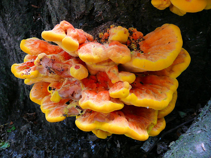 Schwefelporling3.jpg