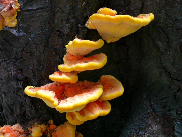 Schwefelporling2.jpg