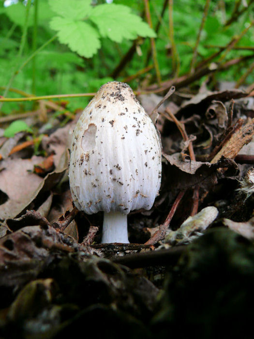 Pilz.jpg