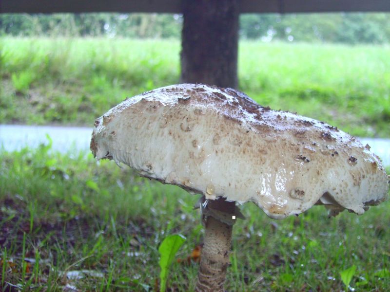 M. procera.jpg