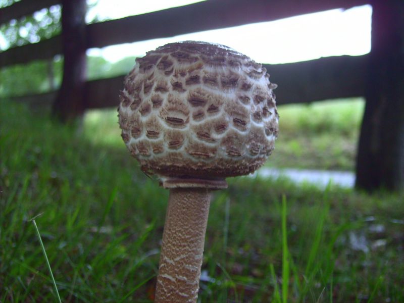 M. procera jg.jpg