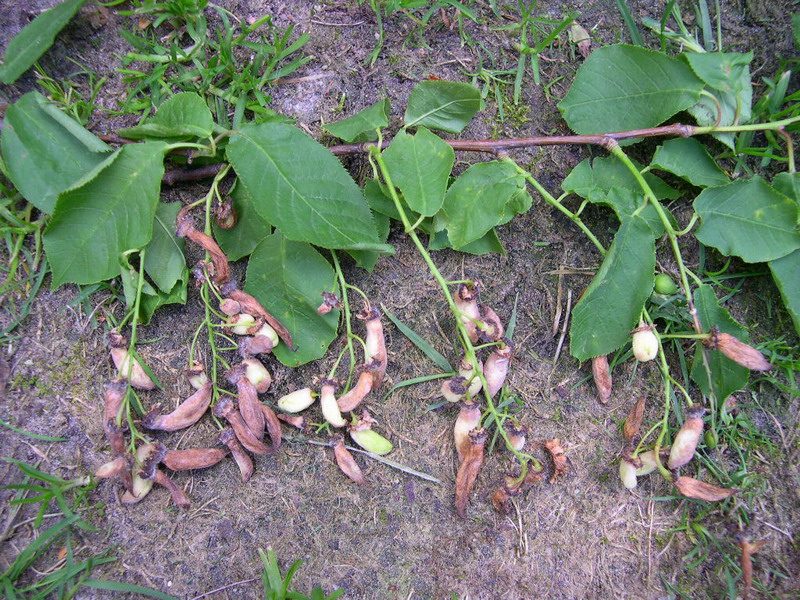 6-Taphrina padi-m.JPG