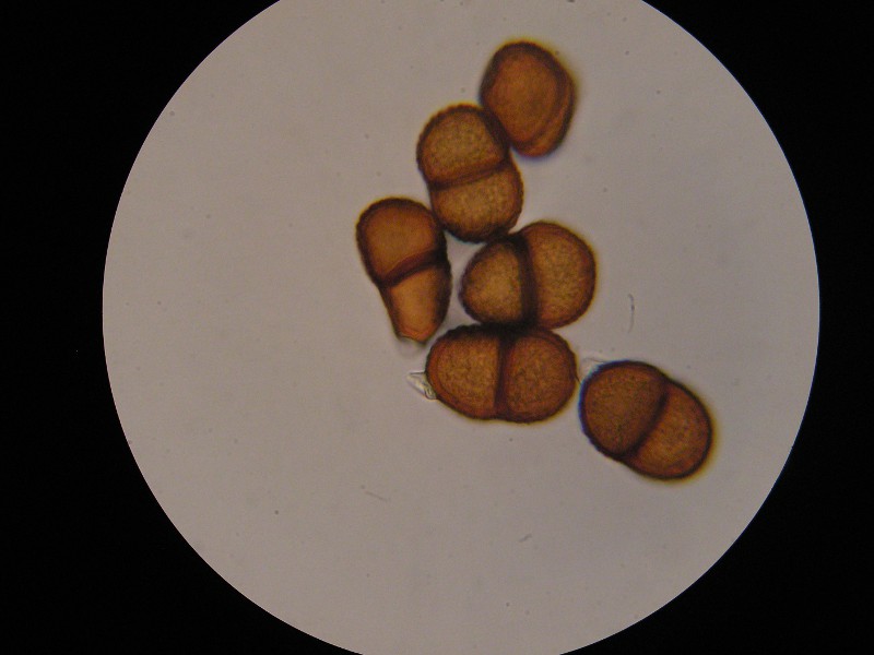 1000er Bühle (1).JPG