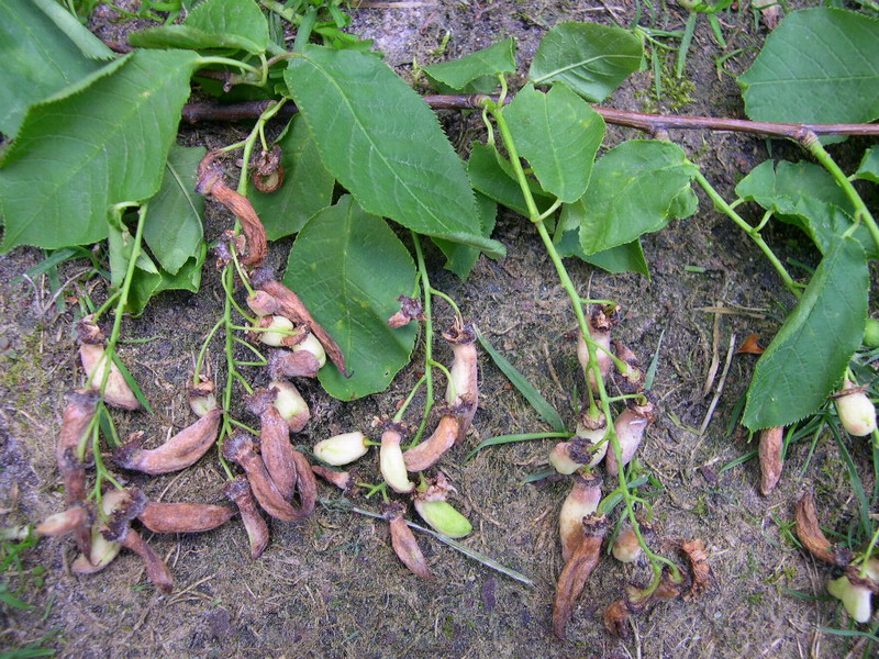 6-Taphrina padi-n.JPG