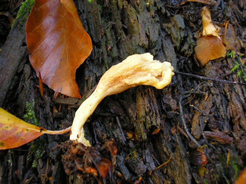 Clavulina cristata.JPG