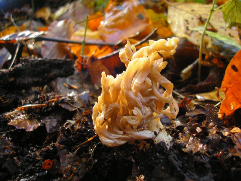 Clavulina cristata (1).JPG