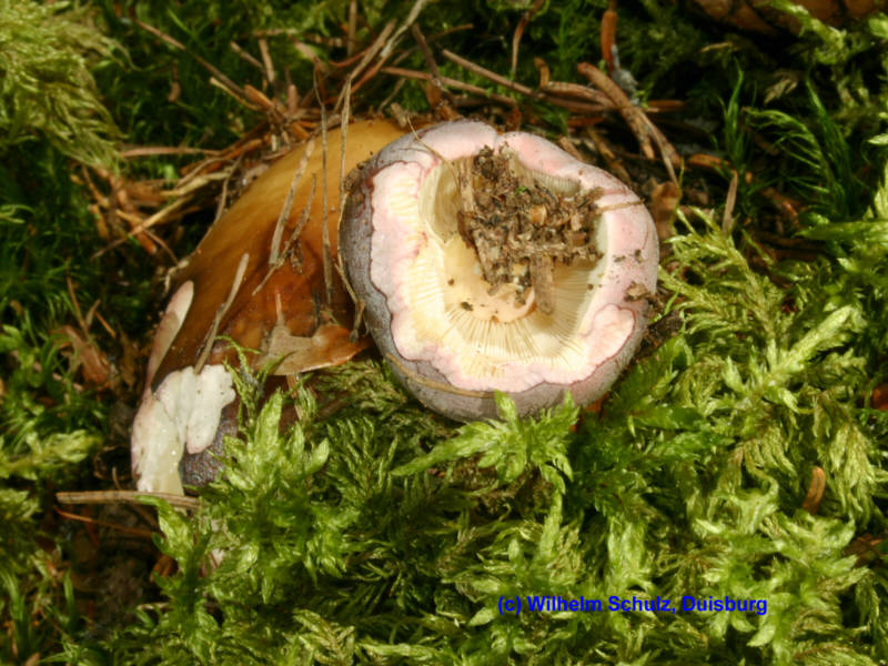 Russula vesca (1)_WS.jpg